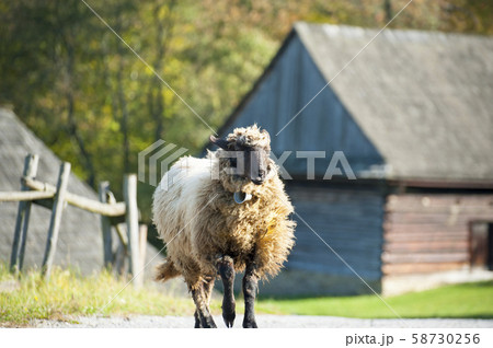 Sheep herd in summer meadow 58730256