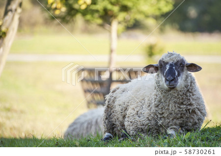Sheep herd in summer meadow Sheep herd in summer meadow 58730261