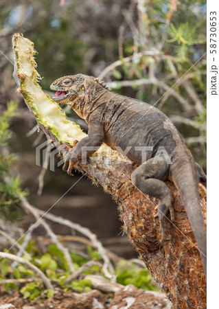 Galapagos Land Iguana by eating plant on North Seymour Island Galapagos Islands 58730653