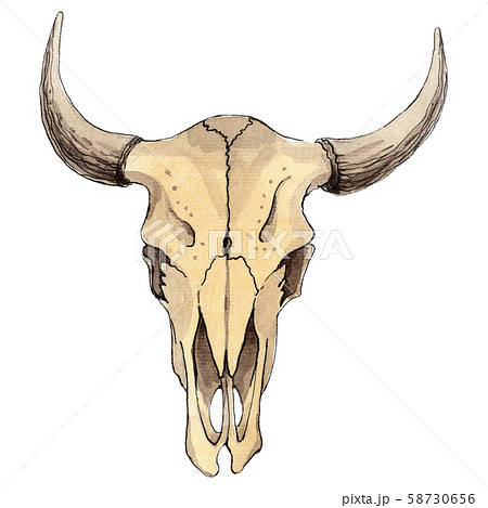 Skull Of Cow Animal Isolated Watercolor のイラスト素材