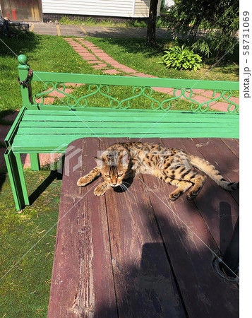 young bengal cat on the lurk young bengal cat on the lurk 58731069