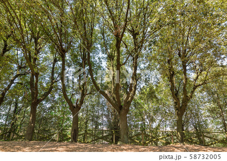 Montopoli castle hill park. Tuscany, Italy. Montopoli castle hill park. Tuscany, Italy. 58732005