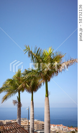 Palm trees in Los Gigantes resort town, Tenerife. Palm trees in Los Gigantes resort town, Tenerife. 58732136