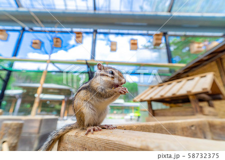 シマリス 飛騨山野草自然庭園 【岐阜県】 シマリス 飛騨山野草自然庭園 【岐阜県】 58732375