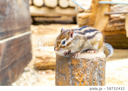 シマリス　飛騨山野草自然庭園　【岐阜県】 58732432