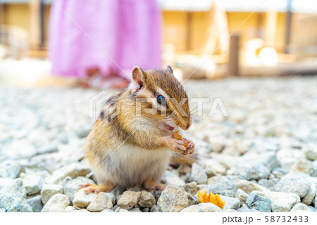 シマリス　飛騨山野草自然庭園　【岐阜県】 58732433