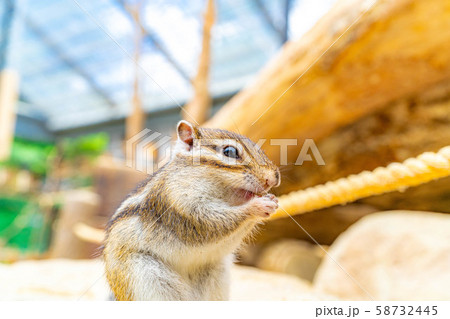 シマリス 飛騨山野草自然庭園 【岐阜県】 シマリス 飛騨山野草自然庭園 【岐阜県】 58732445