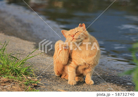 水辺で座ったまま後ろ足で首を掻く茶トラ猫の写真素材