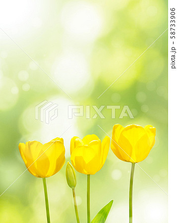 Three yellow tulips on the blurred green 58733906