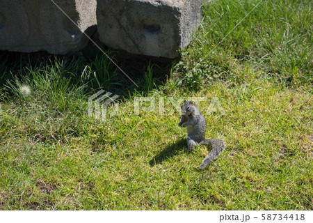 テオティワカン遺跡 58734418
