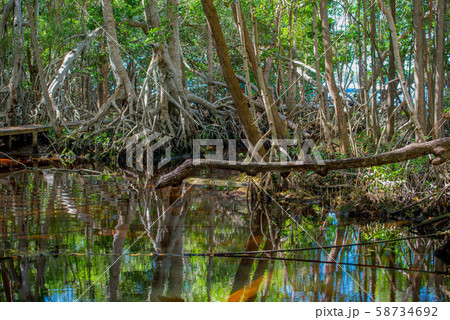 セレストゥン自然保護区 58734692