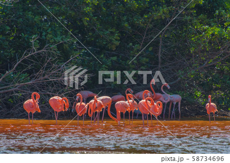 セレストゥン自然保護区 58734696