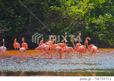 セレストゥン自然保護区 58734731