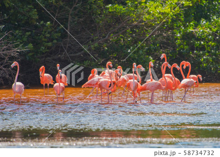 セレストゥン自然保護区 セレストゥン自然保護区 58734732