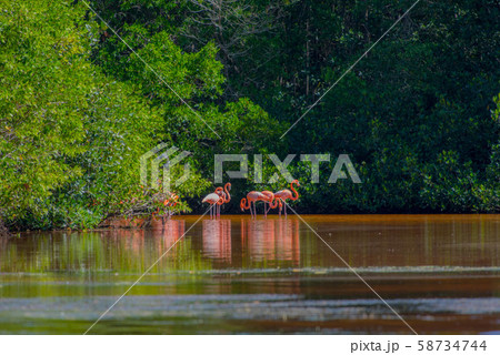 セレストゥン自然保護区 58734744