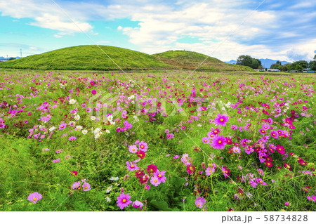 古墳と秋桜 古墳と秋桜 58734828