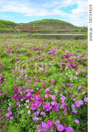古墳と秋桜(縦) 古墳と秋桜(縦) 58734829