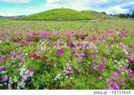 古墳とコスモス 古墳とコスモス 58734830