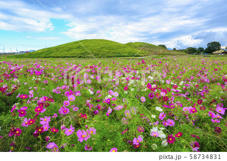 秋桜畑と古墳 58734831