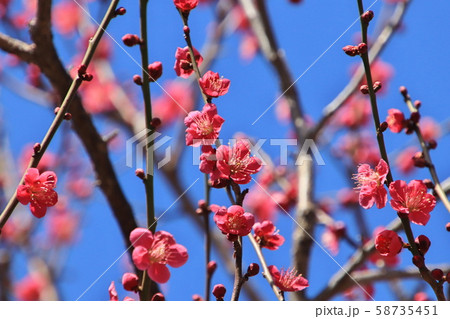 梅花「紅千鳥」の写真素材 [58735451] - PIXTA