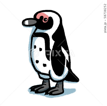 ケープペンギンのイラスト素材