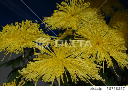 花 花 58738827