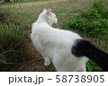 ねこ 58738905