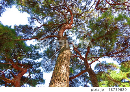 松 木 森 58739620