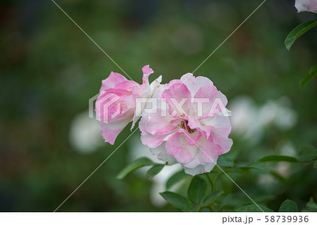 花 花 58739936