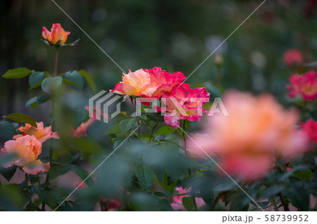 花 花 58739952