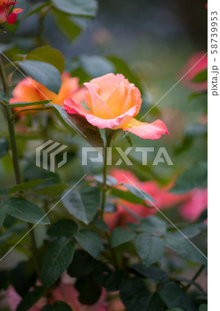 花 花 58739953