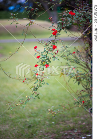 花 花 58739978