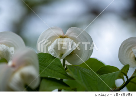 花水木 花水木 58739998