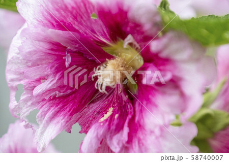 タチアオイ タチアオイ 58740007