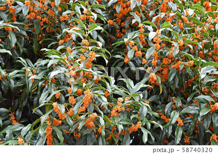 キンモクセイ（金木犀） 58740320