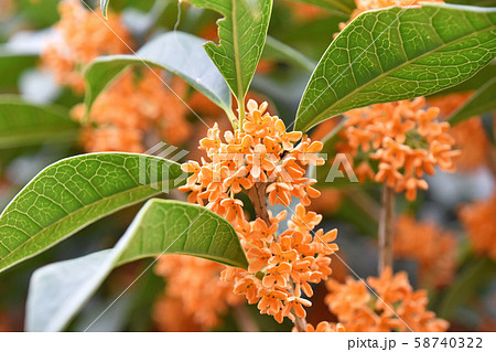 キンモクセイ(金木犀) キンモクセイ(金木犀) 58740322