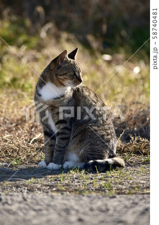 さくらねこ~Sakura cats. さくらねこ~Sakura cats. 58740481