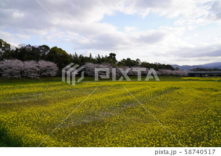 水城跡　菜の花　太宰府市水城 58740517