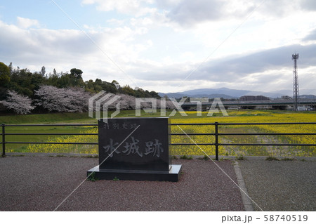 水城跡 菜の花 太宰府市水城 水城跡 菜の花 太宰府市水城 58740519