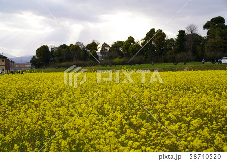水城跡　菜の花　太宰府市水城 58740520