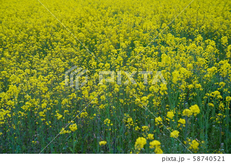 水城跡　菜の花　太宰府市水城 58740521