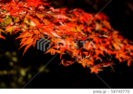 紅葉ライトアップ 58740770