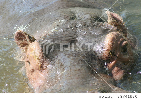 hippopotamus hippopotamus 58741950