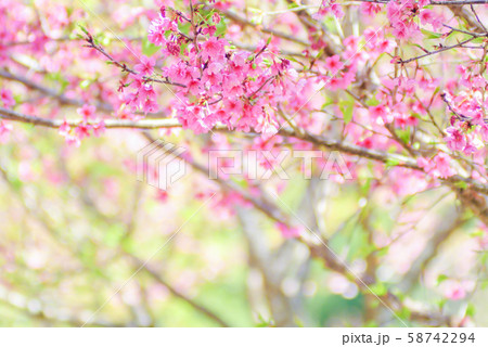 Pink Cherry Blosssom with blue sky 58742294