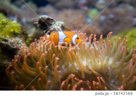 Clown Anemonefish, Amphiprion percula, swimming Clown Anemonefish, Amphiprion percula, swimming 58742569