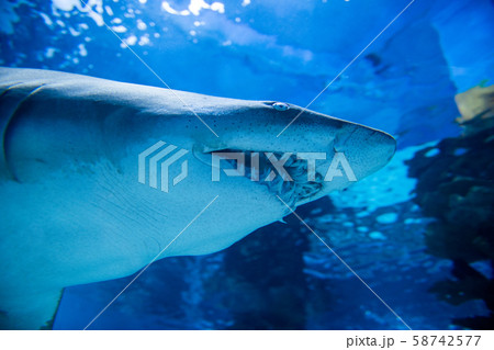 Underwater great white shark 58742577