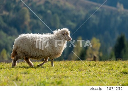 Sheep on pasture in mountains 58742594