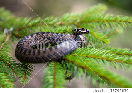 Vipera berus poisonous viper in summer on branch Vipera berus poisonous viper in summer on branch 58742630