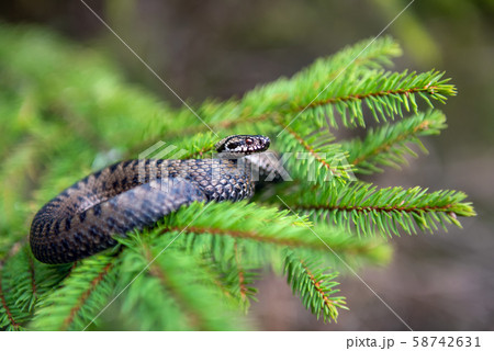 Vipera berus poisonous viper in summer on branch Vipera berus poisonous viper in summer on branch 58742631
