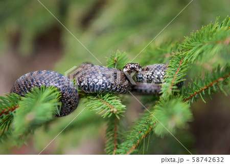 Vipera berus poisonous viper in summer on branch Vipera berus poisonous viper in summer on branch 58742632